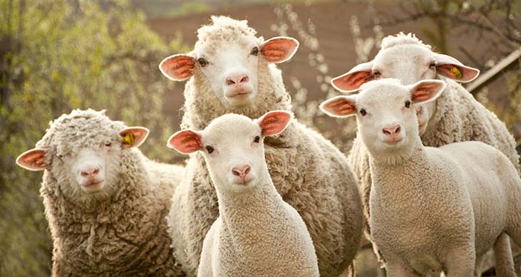 Benessere degli animali, biosicurezza negli allevamenti e igiene urbana veterinaria BDA101